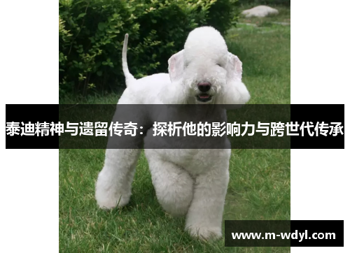 泰迪精神与遗留传奇：探析他的影响力与跨世代传承